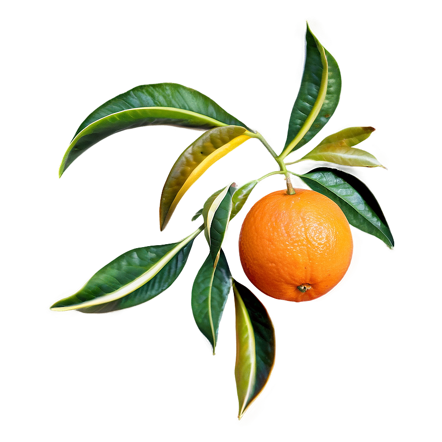 Oranges Pattern Png Omj