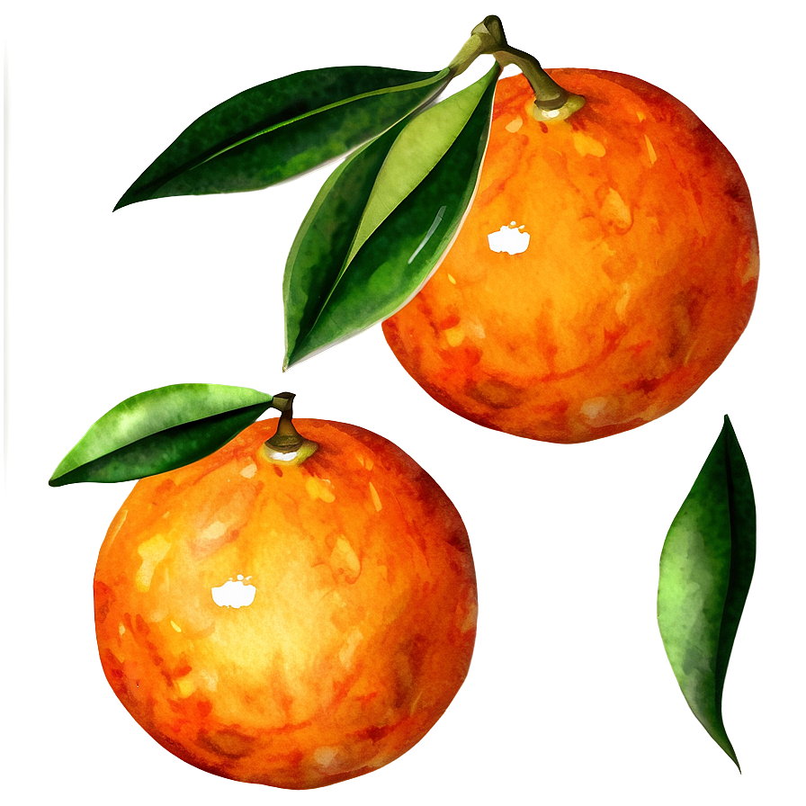 Oranges Watercolor Png Yns