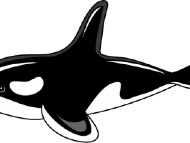 Orca_ Cartoon_ Vector