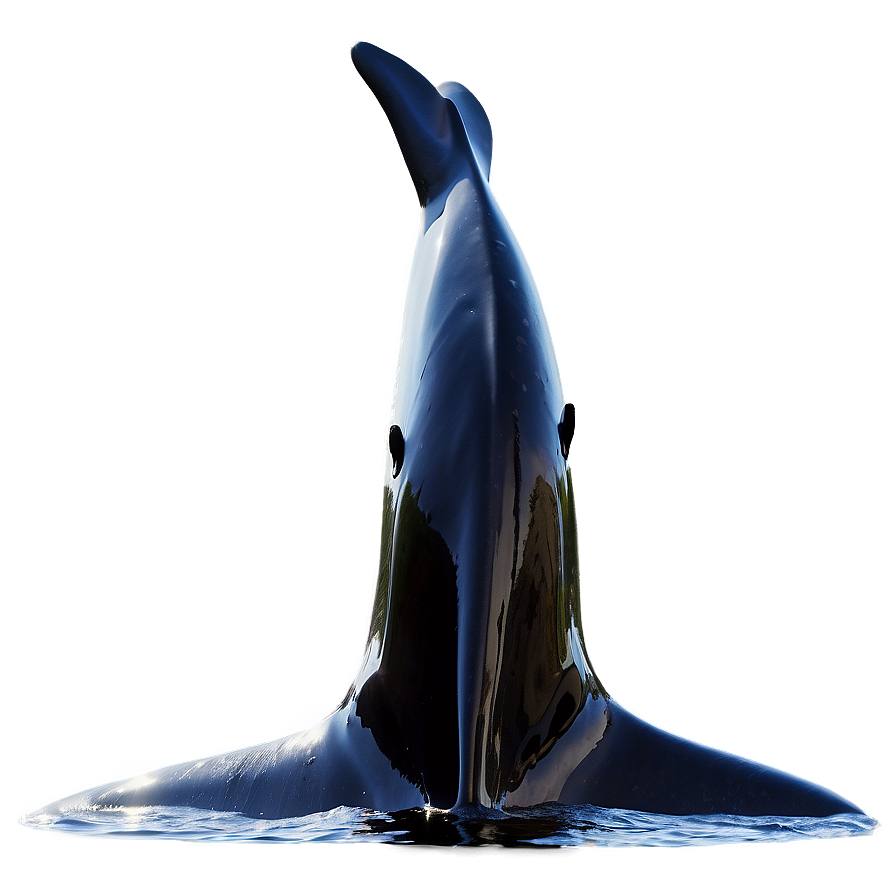 Orca Fluke Png 82