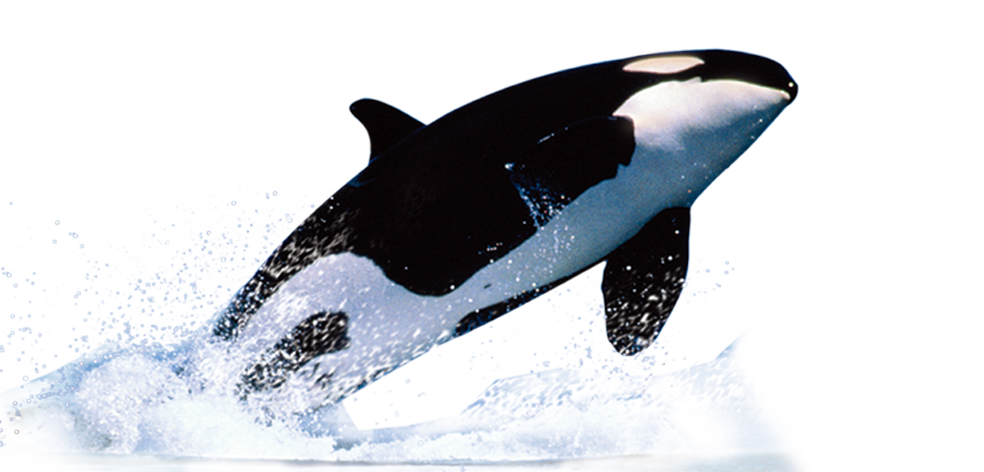 Orca Leaping Outof Water