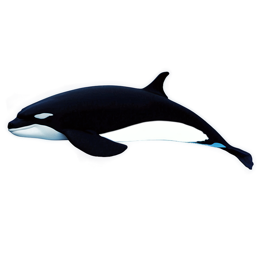 Orca Pod Silhouette Png Cne96