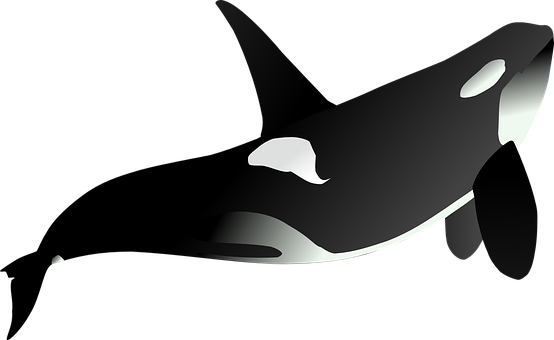 Orca Silhouette Artwork