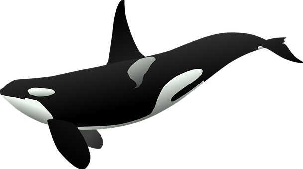 Orca Vector Artwork