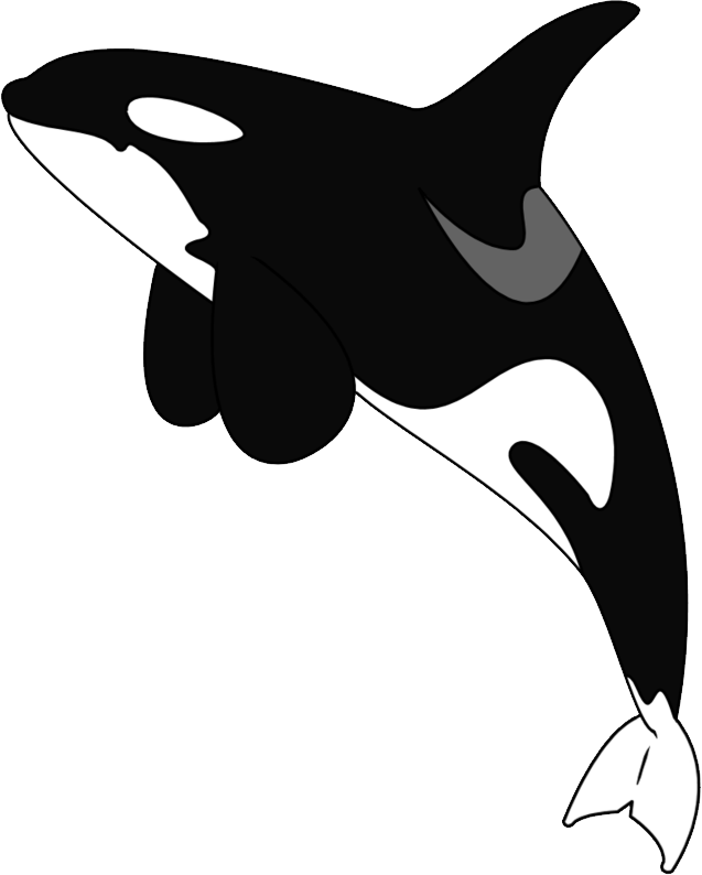 Orca Vector Illustration