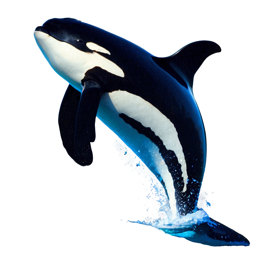 Orca Whale Breach In Moonlight Png 53