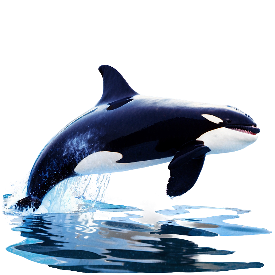 Orca Whale Breaching Water Png 06292024