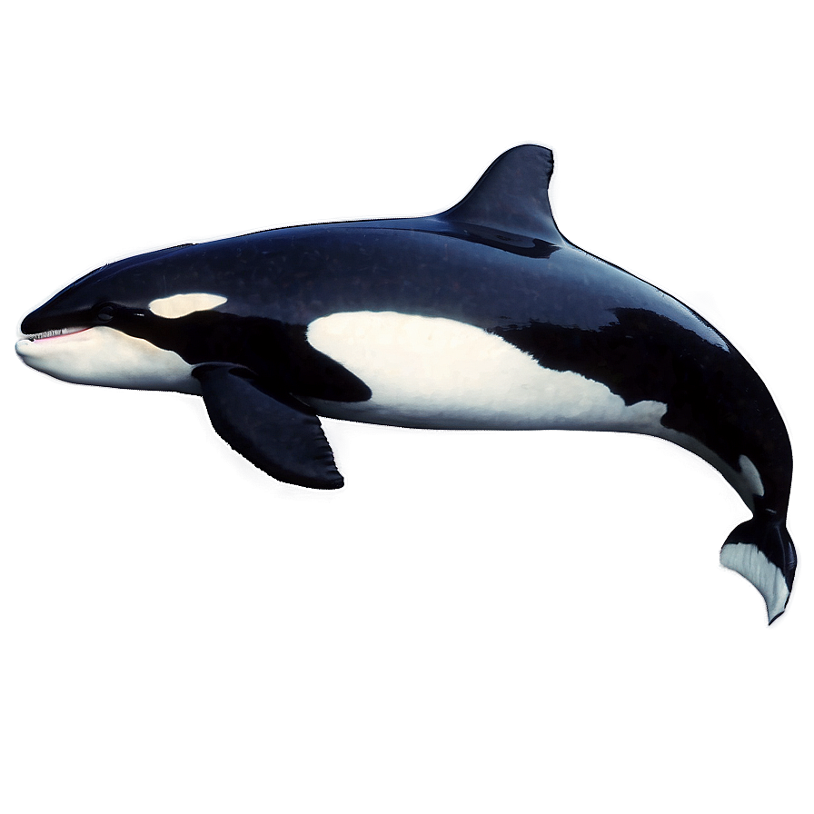 Orca Whale D