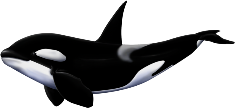 Orca Whale Illustration