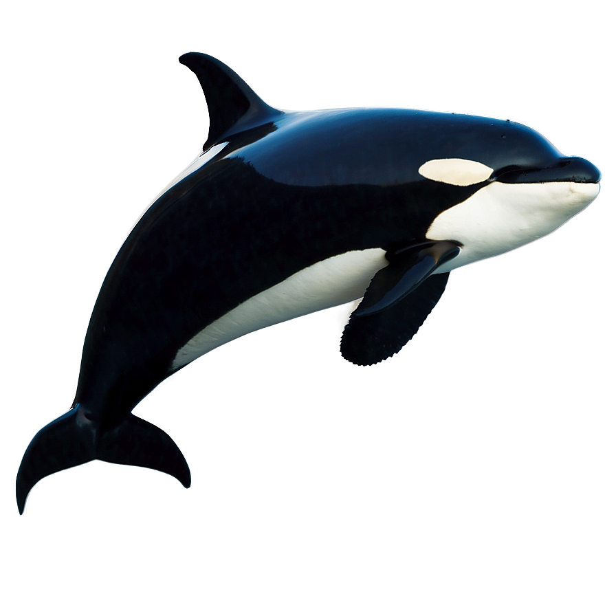 Orca Whale In Sunset Png Rpg68