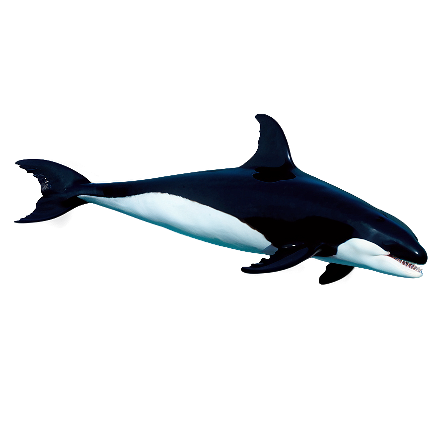 Orca Whale Png 05232024