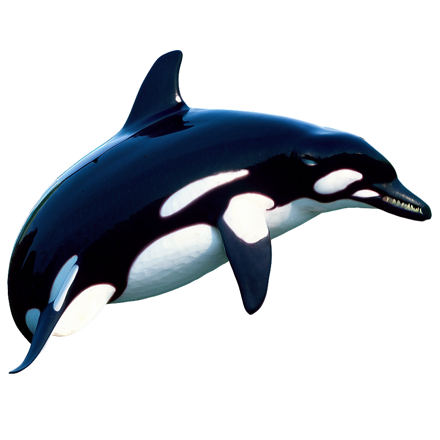 Orca Whale Png 68