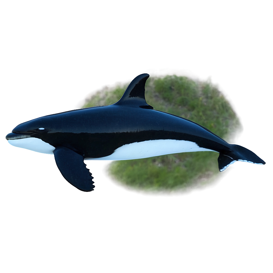 Orca Whale Silhouette At Dusk Png 9