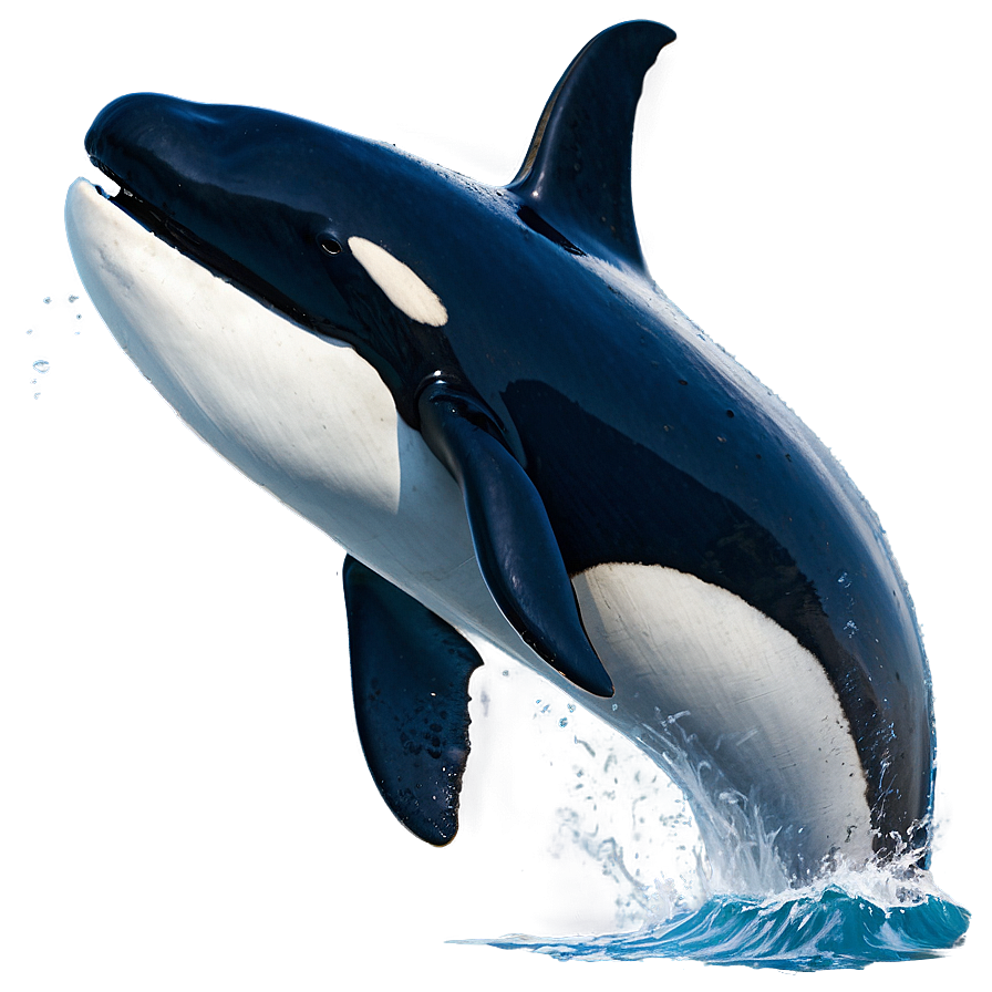 Orca Whale Spyhopping Png Nry