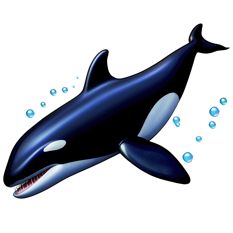 Orca Whale Vector Png 31