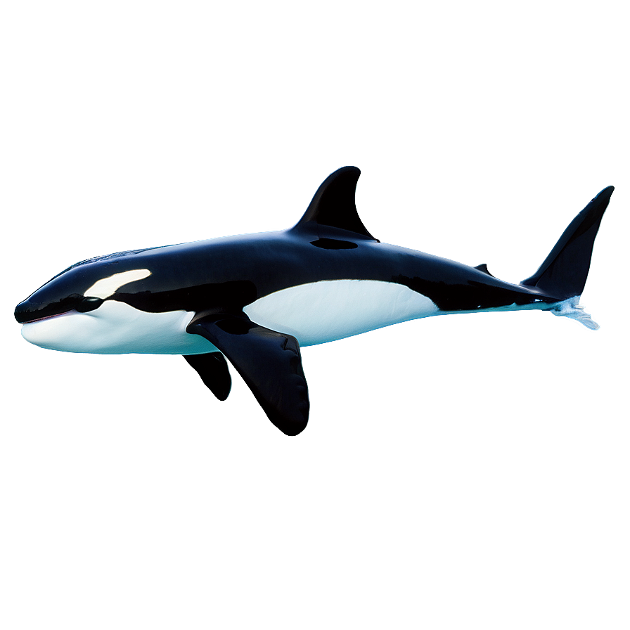 Orca With Aurora Png 35