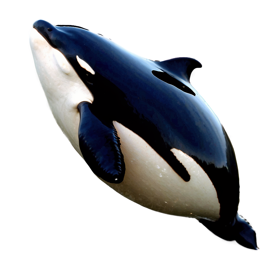 Orca With Calf Png 05242024