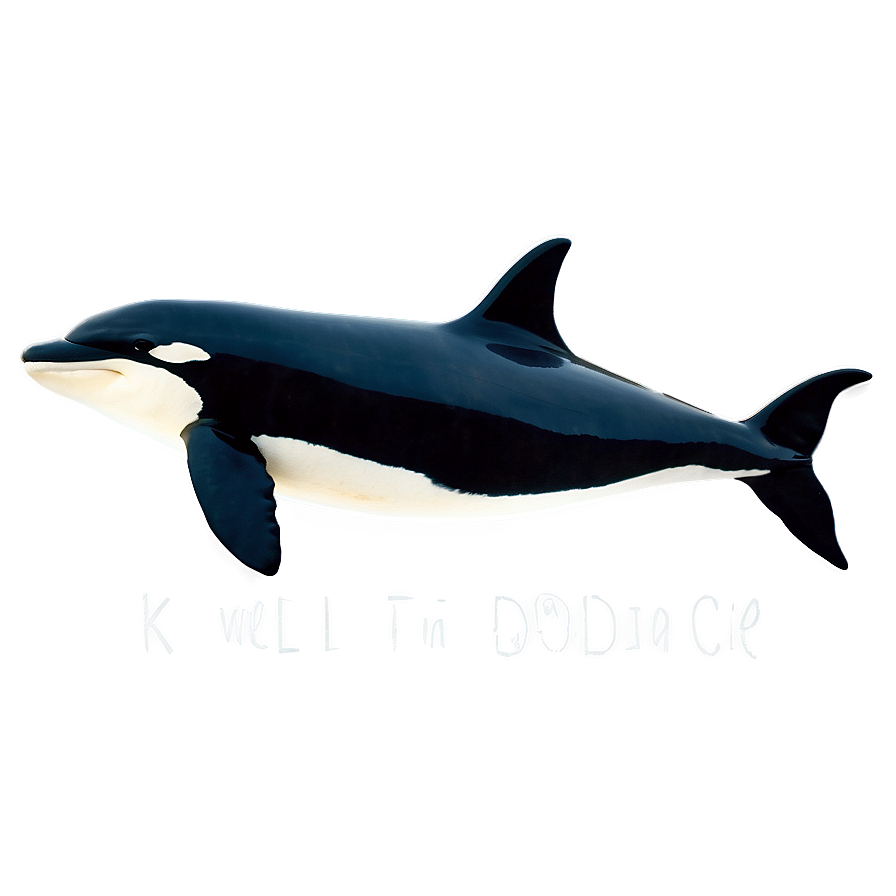 Orca With Dorsal Fin Png 05242024