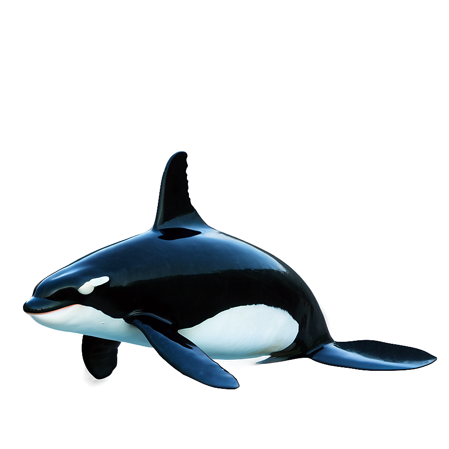 Orca With Fish Png 05242024