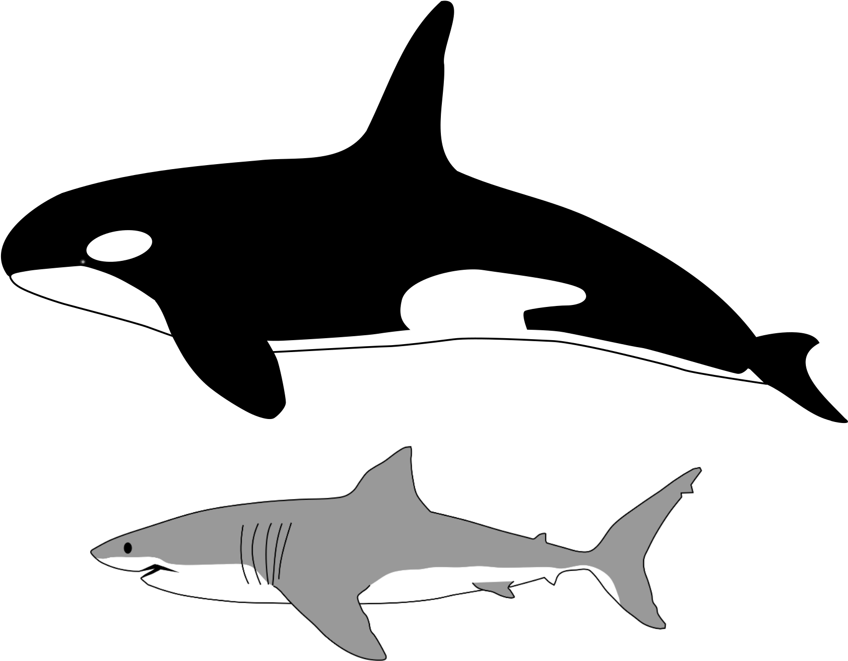 Orcaand Shark Illustration