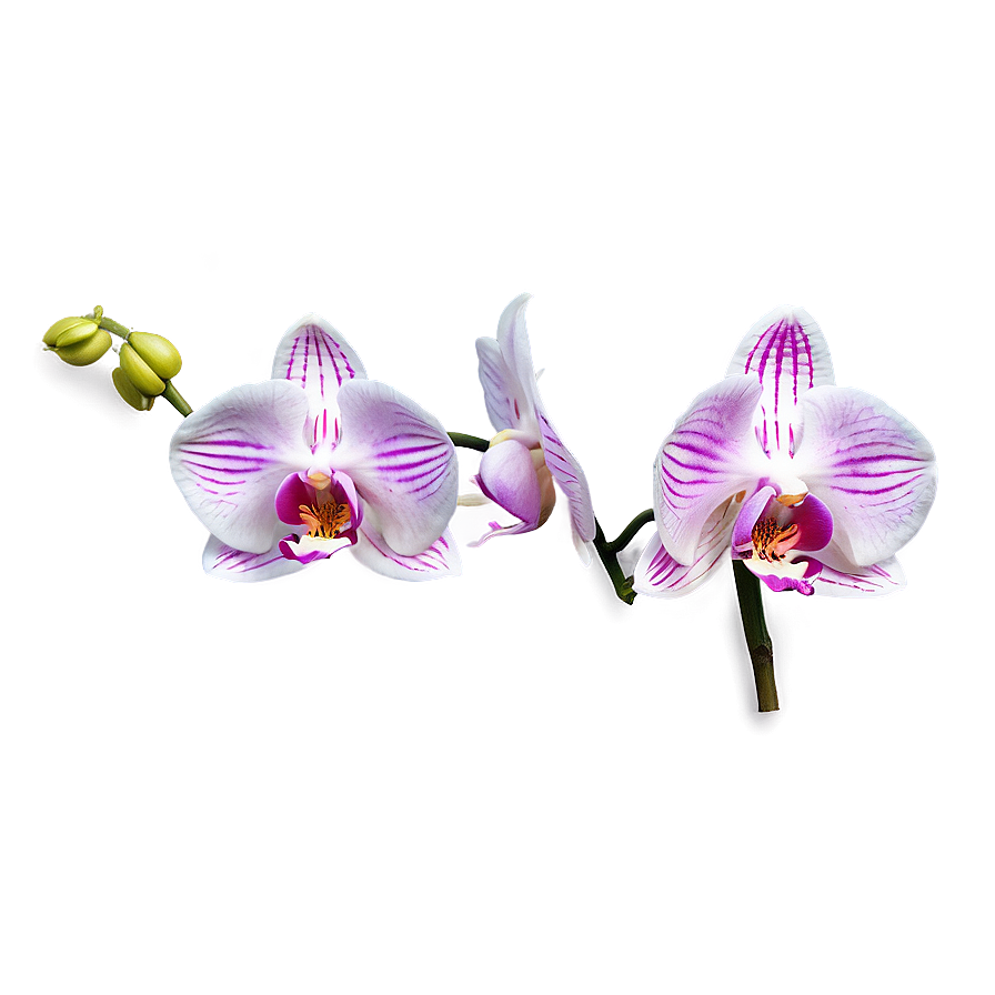 Orchid Art Png Xpw