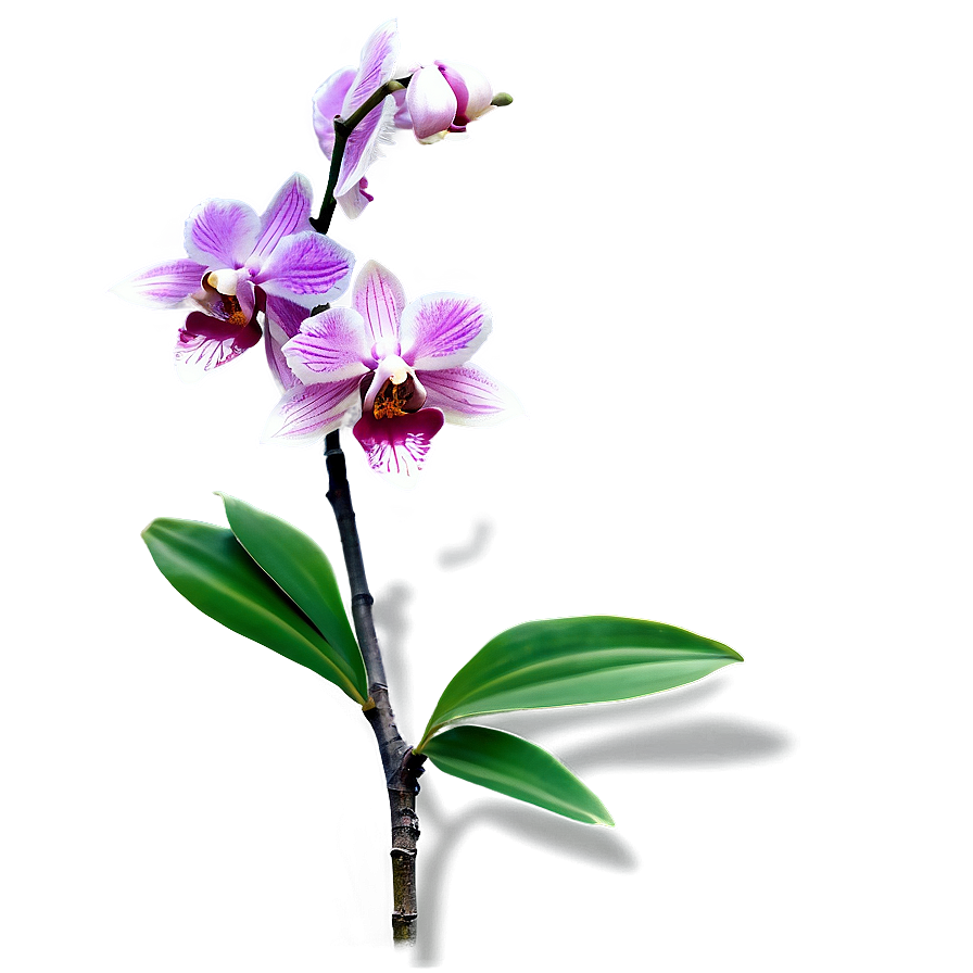 Orchid Branch Png Dwt