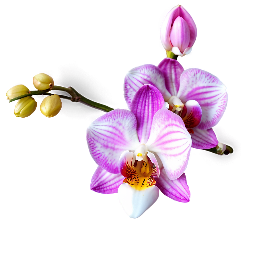 Orchid Clipart Png 17