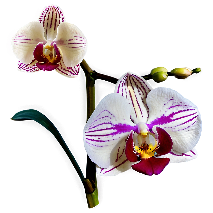 Orchid Closeup Png 6