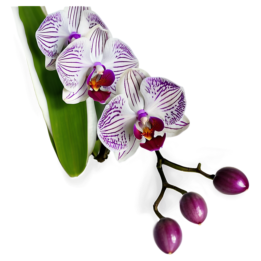 Orchid Closeup Png Ydh