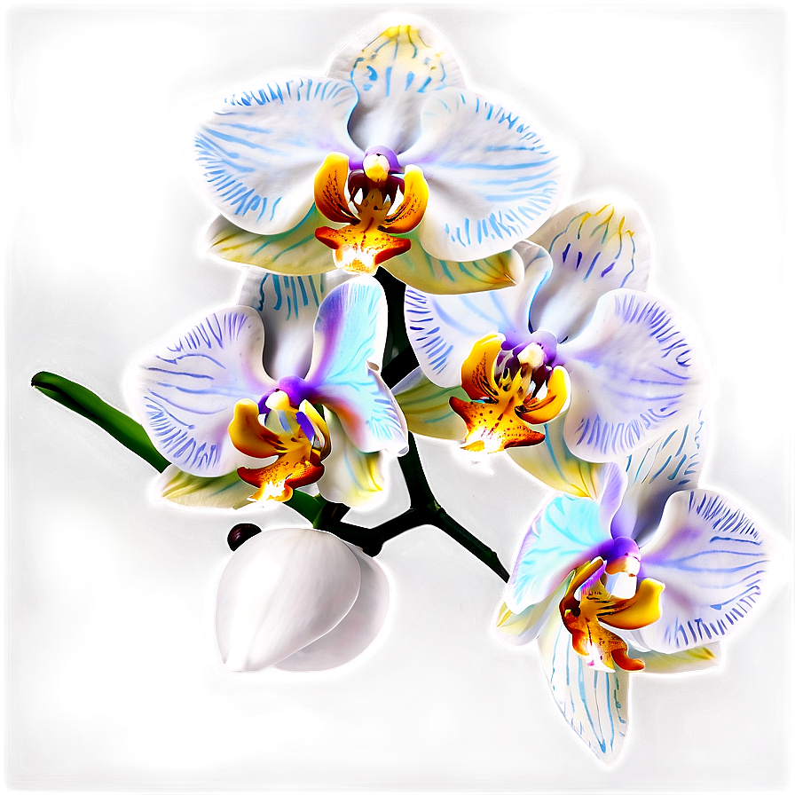 Orchid Flower Png Xut76