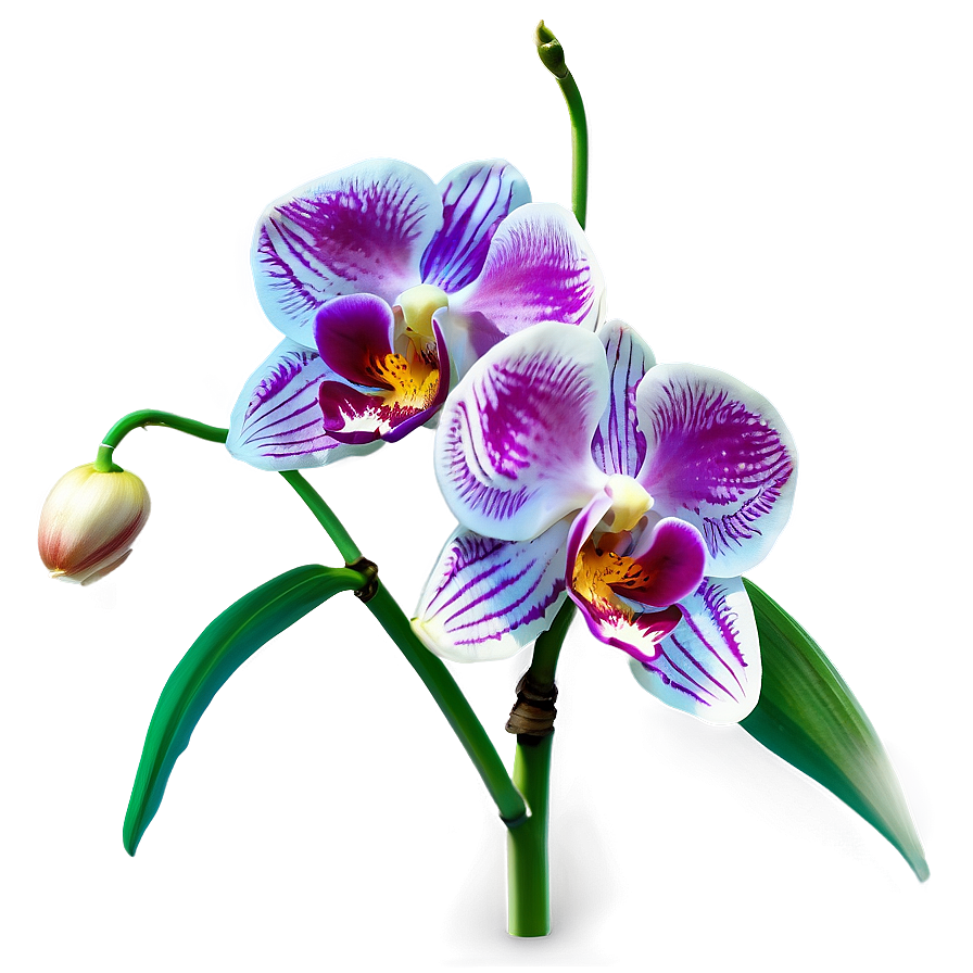 Orchid Flower Transparent Png Pbi83