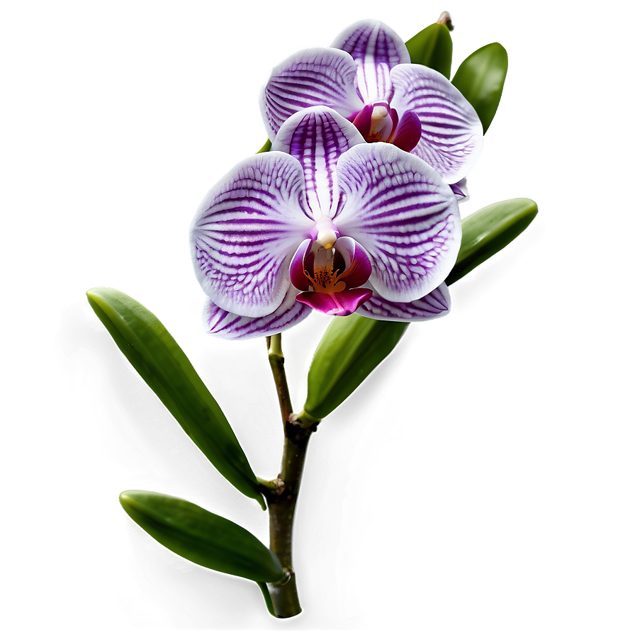 Orchid Flower Transparent Png Xeg