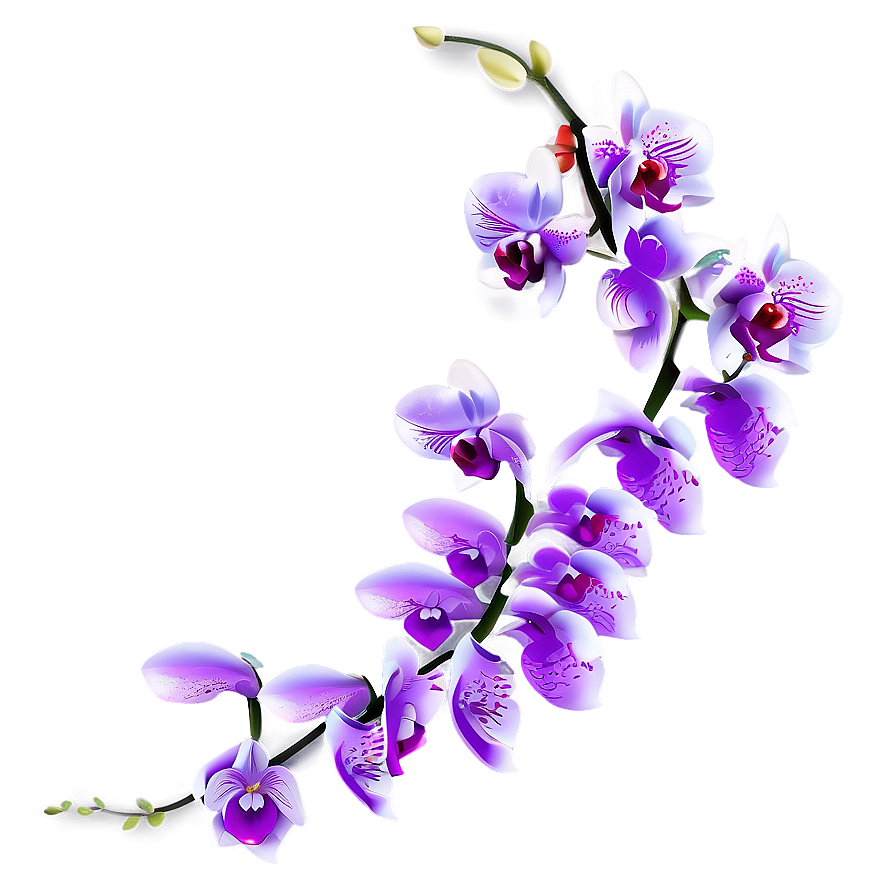 Orchid Illustration Png Ksx73