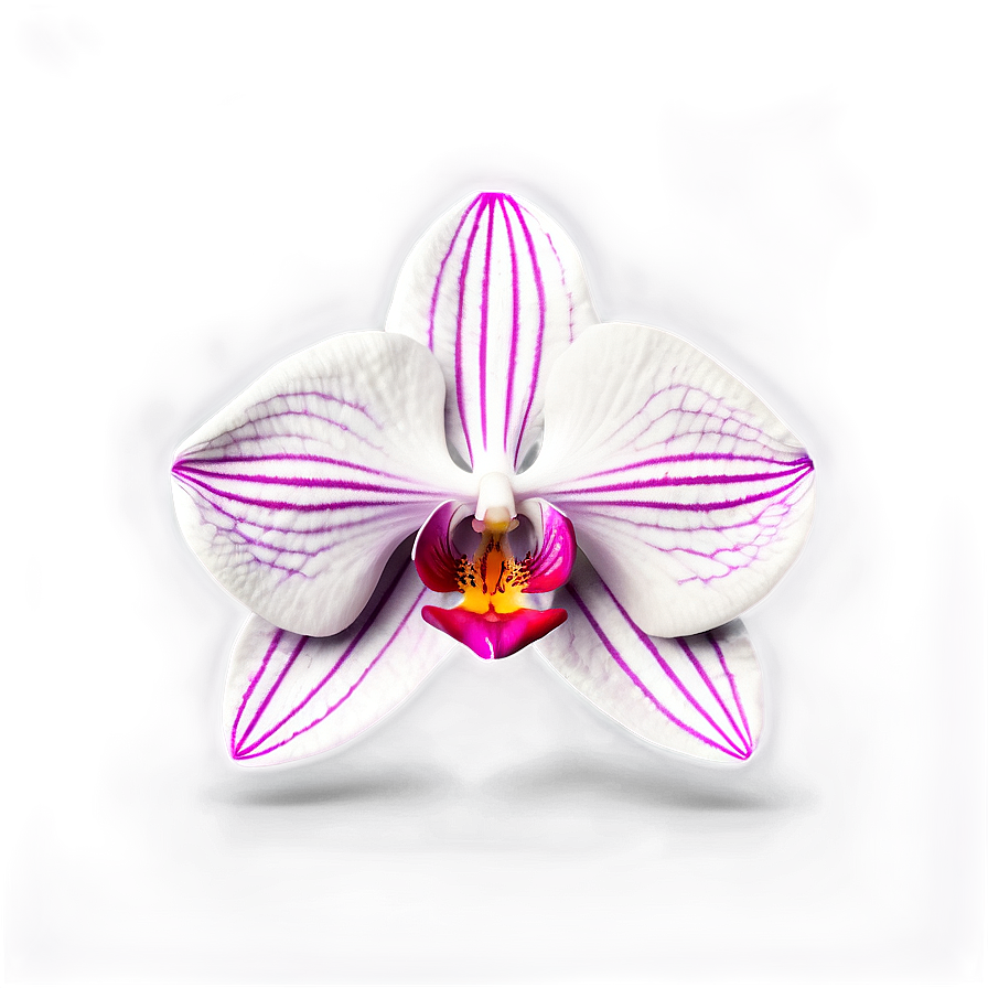 Orchid Illustration Png Mmo