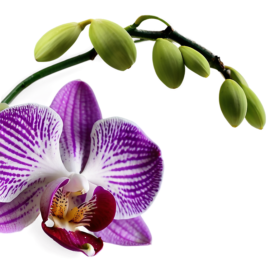 Orchid Petal Png Pby63