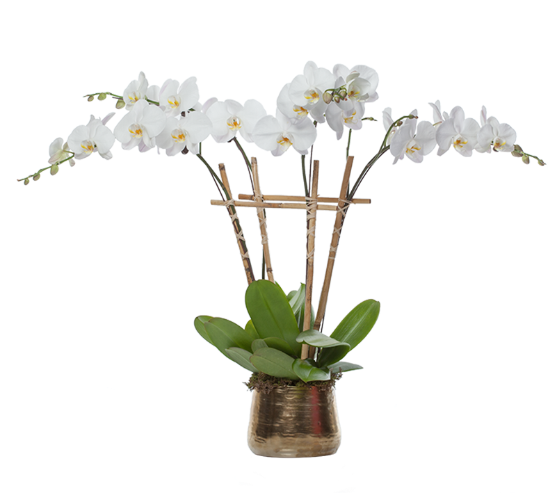 Orchid Plantin Decorative Planter.png