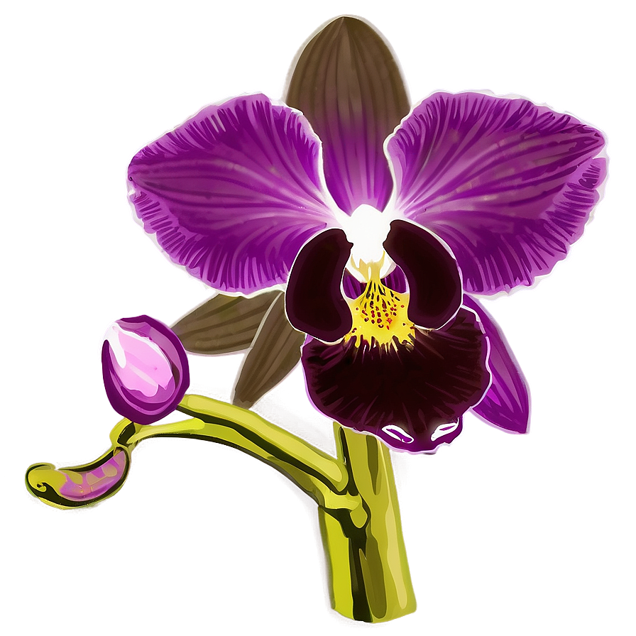 Orchid Purple Png 05242024