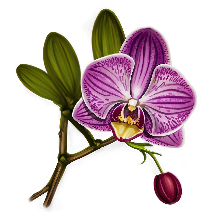 Orchid Sketch Png 05242024