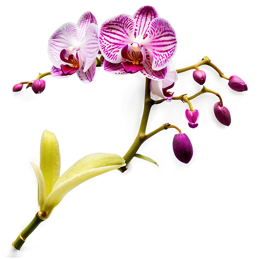 Orchid Stem Png 12