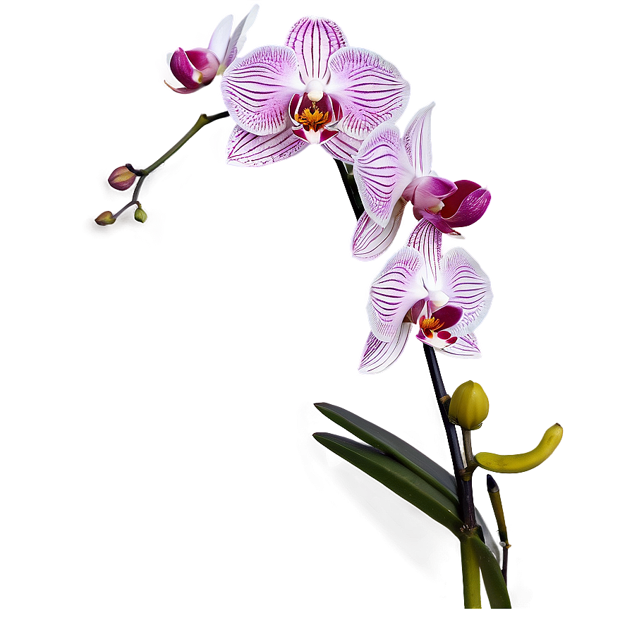 Orchid Stem Png Lqb92