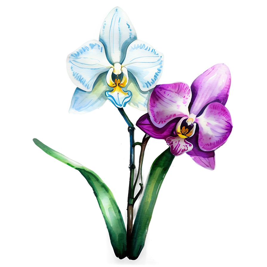 Orchid Watercolor Drawing Png 06272024