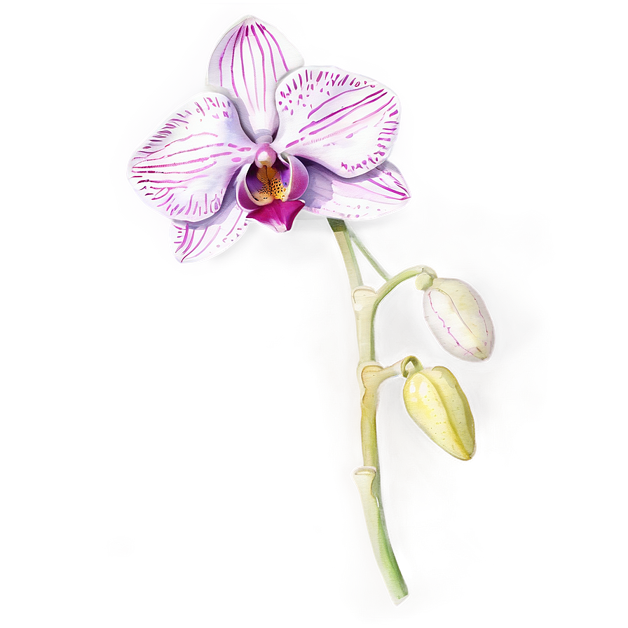 Orchid Watercolor Drawing Png Awy