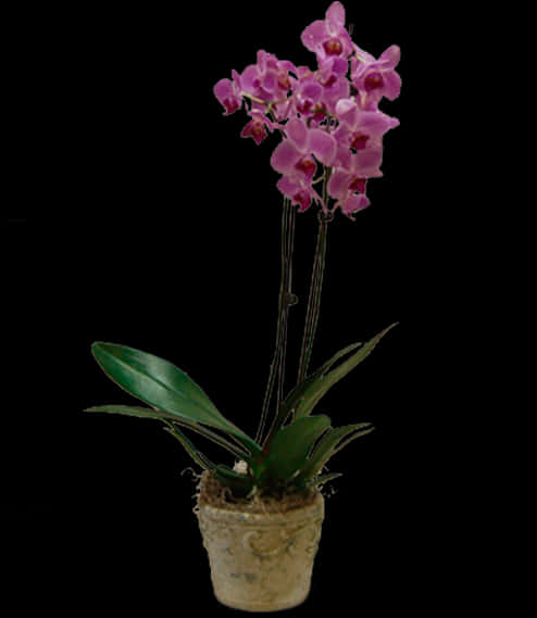 Orchidin Decorative Pot