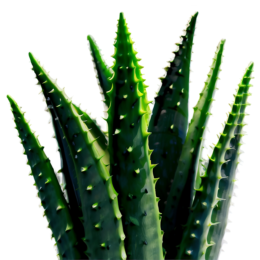 Organic Aloe Vera Plant Png 06252024