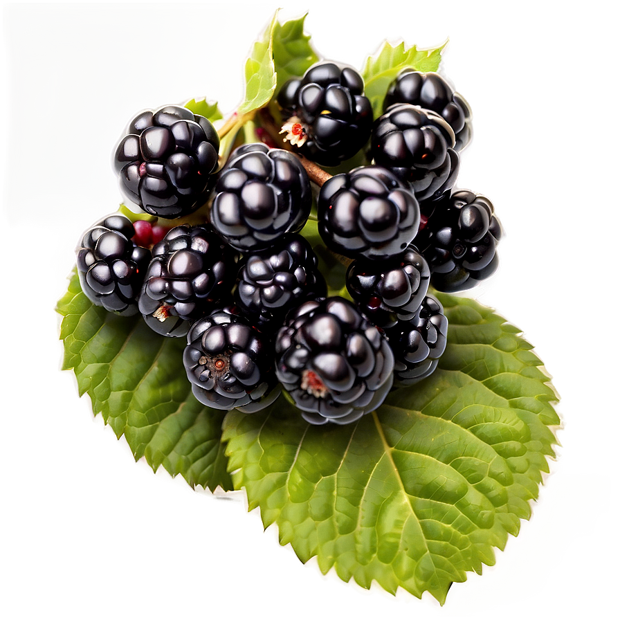 Organic Blackberry Png Gms