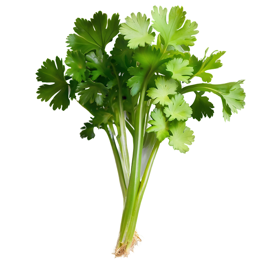 Organic Cilantro Png Ree72