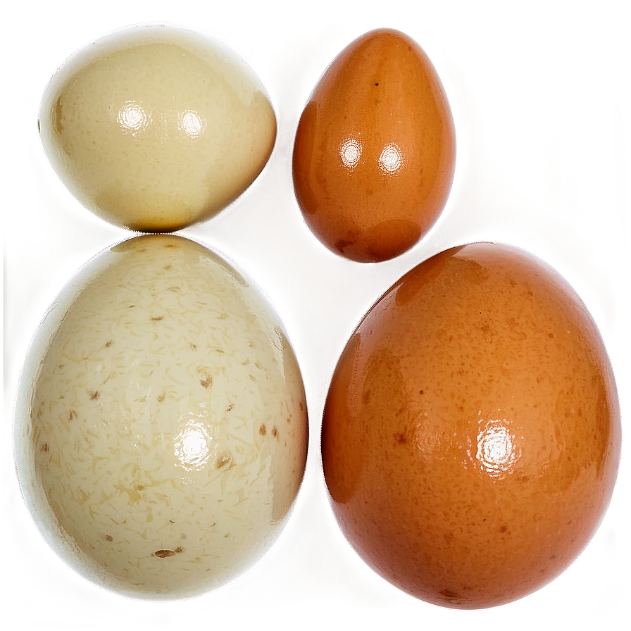 Organic Eggs Png 31