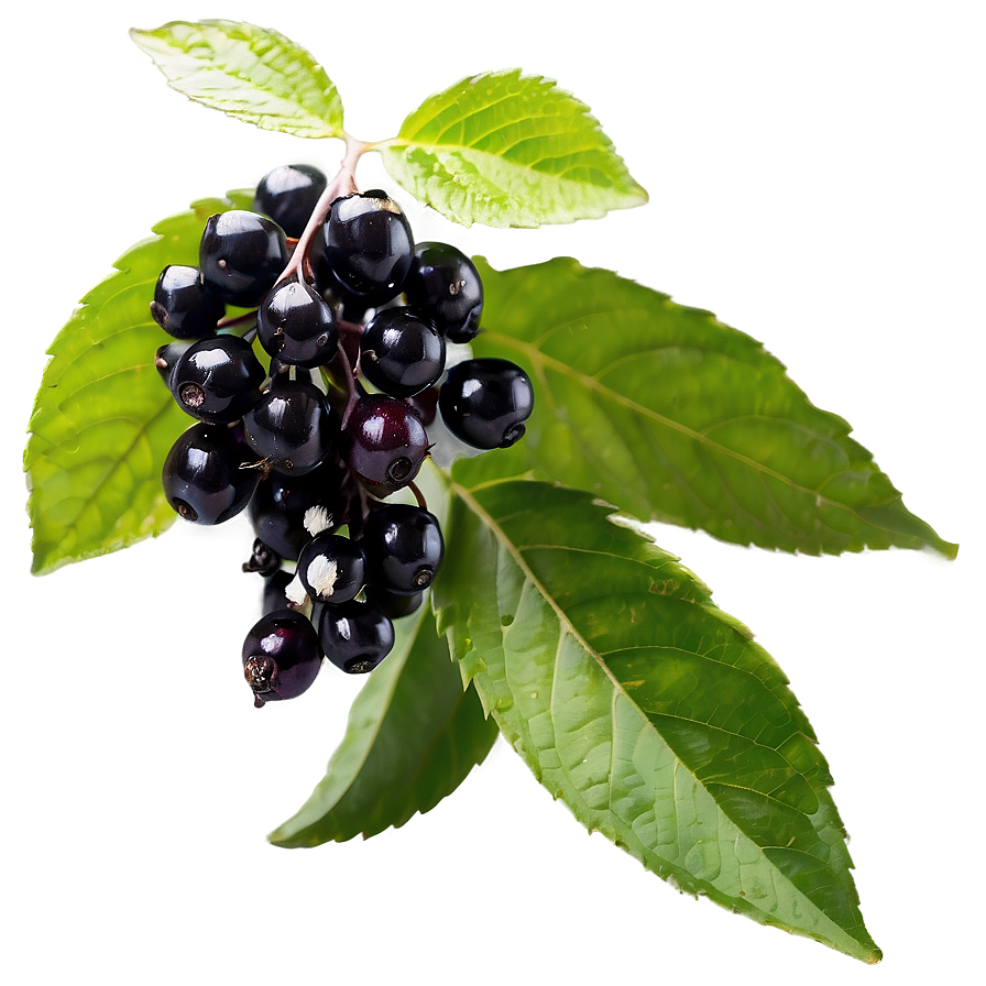 Organic Elderberry Png 06252024