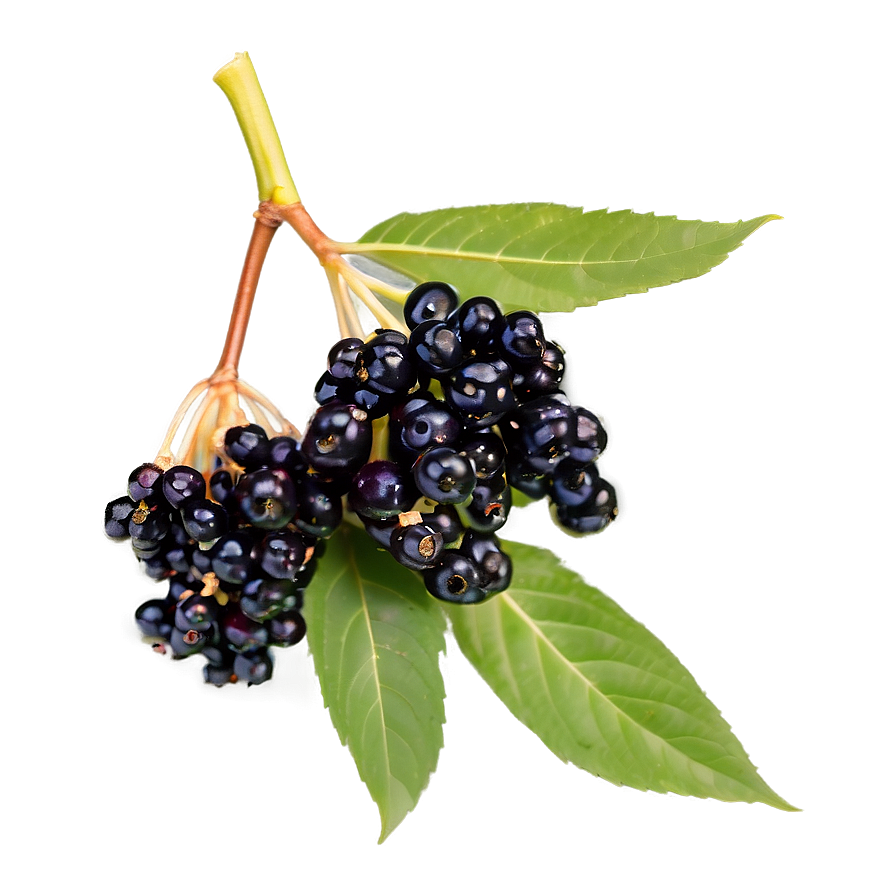 Organic Elderberry Png 06252024