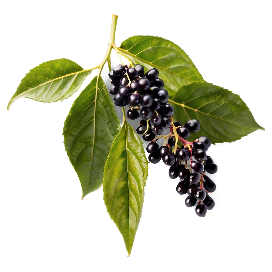 Organic Elderberry Png 63